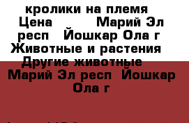 кролики на племя › Цена ­ 200 - Марий Эл респ., Йошкар-Ола г. Животные и растения » Другие животные   . Марий Эл респ.,Йошкар-Ола г.